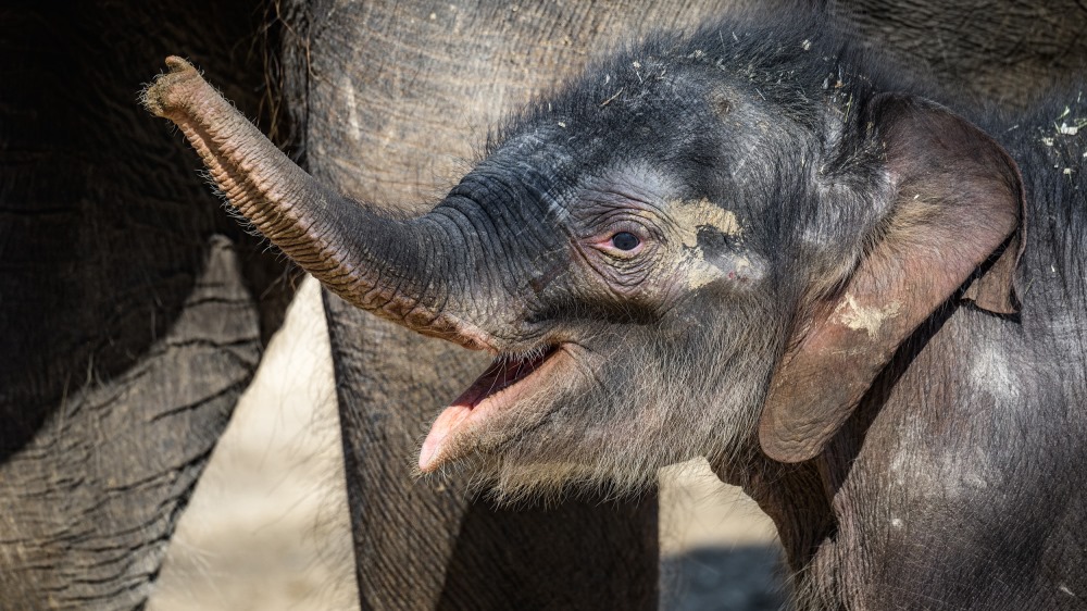 Sloní samička se v neděli poprvé podívala ven. Foto: Petr Hamerník, Zoo Praha.