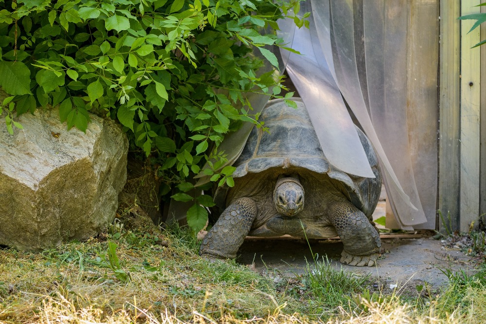 Želvy sloní a želvy obrovské se po víc než půl roce vrací do venkovního výběhu. Foto: Petr Hamerník, Zoo Praha