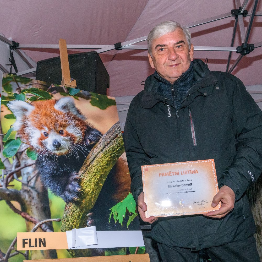 Mládě pandy červené narozené v Zoo Praha v červenci dostalo jméno Flin. Toto jméno slavnostně odhalil kmotr samečka herec Miroslav Donutil. Foto: Petr Hamerník, Zoo Praha.