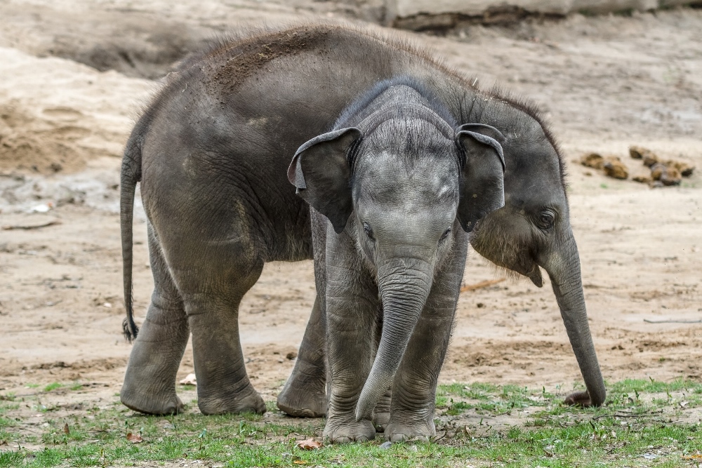 Slůňata Max a Rudi ze Zoo Praha jsou nerozlučitelná dvojice. Foto: Petr Hamerník, Zoo Praha.