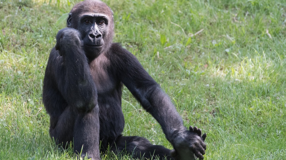 Jedním z nedělních oslavenců v Zoo Praha bude pětiletý samec gorily nížinné Nuru. Autor: Vít Lukáš, Zoo Praha