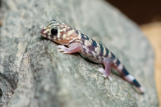 Mládě gekona zázračného. Foto: Petr Hamerník, Zoo Praha