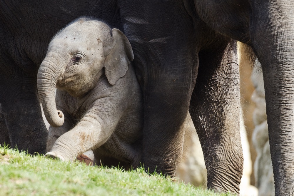 Sita, foto: Tomáš Adamec, Zoo Praha