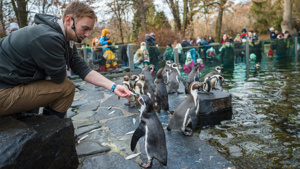 Komentované krmení tučňáků, foto: Petr Hamerník, Zoo Praha