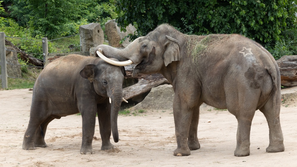 Sloní samci Max a Ankhor. Foto: Václav Šilha, Zoo Praha