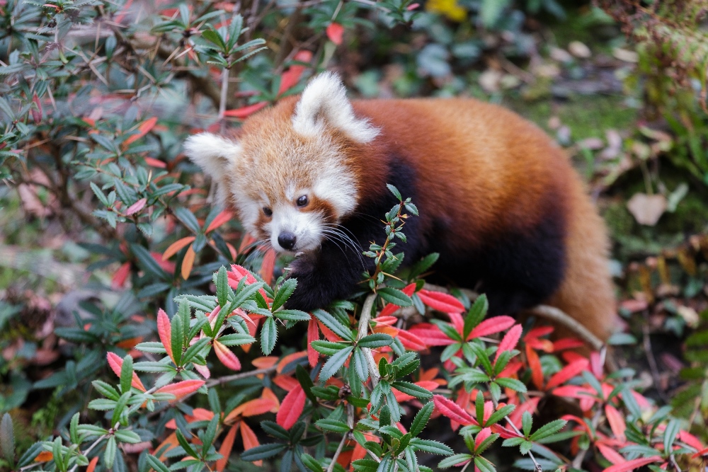 Pro pandu červenou, která se řadí mezi vysokohorské savce, platí pravidlo: čím chladněji, tím vyšší aktivita. Foto: Václav Šilha, Zoo Praha. 