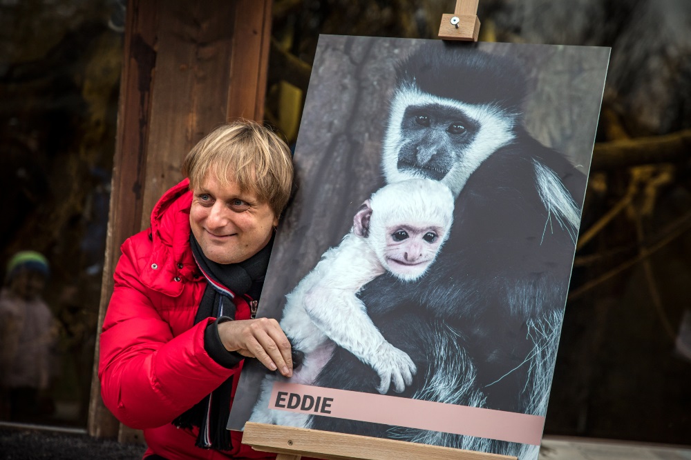 Mládě guerézy pláštíkové dostalo od Lukáše Pavláska jméno Eddie. Foto: Ondřej Kroutil, Zoo Praha.
