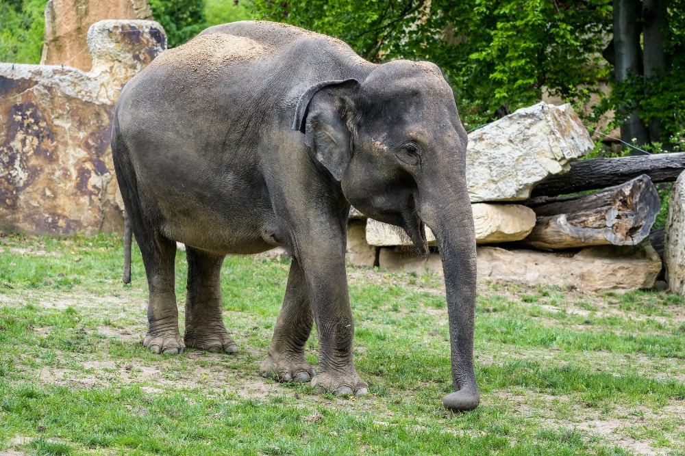 Také u téměř čtrnáctileté samice Tamary potvrdilo ultrazvukové vyšetření z 24. dubna březost. Foto: Petr Hamerník, Zoo Praha.