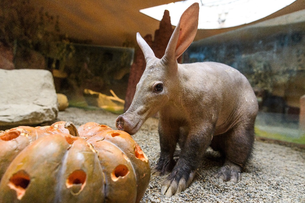 Pro hrabáče kapského Draca byla plněná dýně vítaným zpestřením. Foto: Petr Hamerník, Zoo Praha