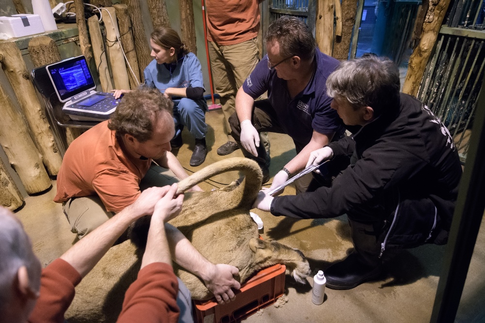 An international team of experts from Prague Zoo and Berlin’s Leibniz IZW took part in the artificial insemination of Ginni. Photo: Petr Hamerník, Prague Zoo