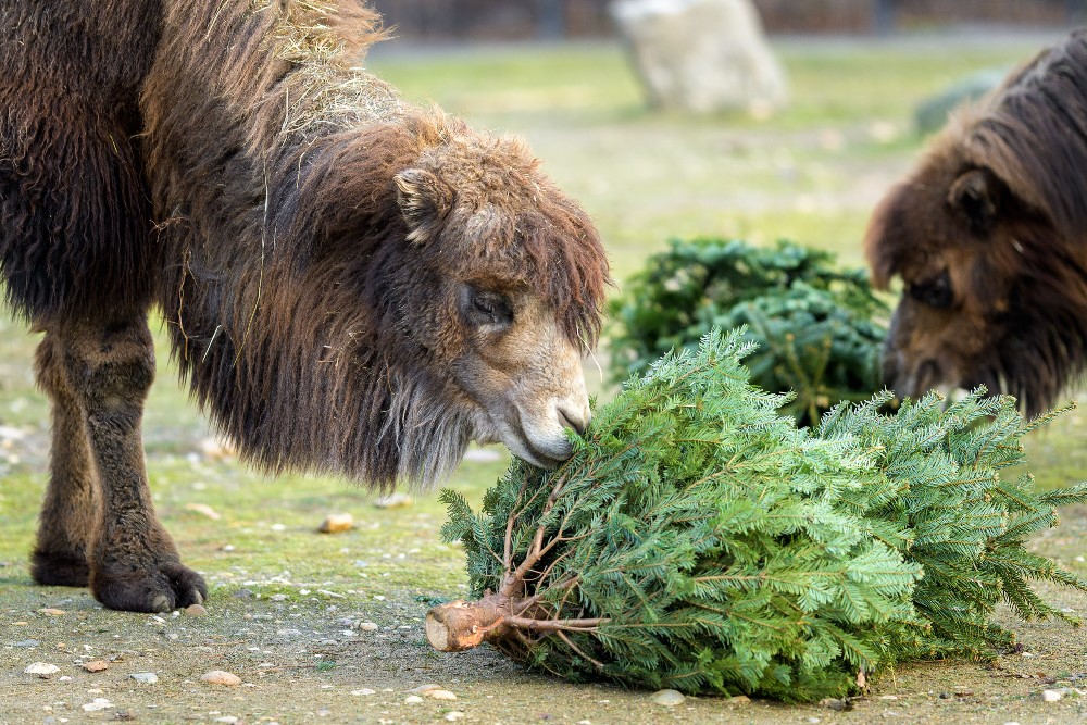 Ani velbloudi ze Zoo Praha nepřišli zkrátka. Na větvích z vánočního smrku si náramně pochutnali. Foto: Petr Hamerník, Zoo Praha.