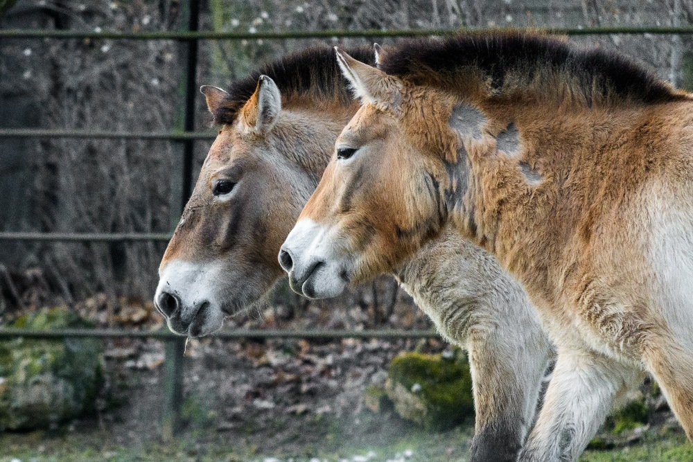 Klisny koně Převalského Helmi a Hanna jsou v širším výběru pro transport do Mongolska. Foto: Petr Hamerník, Zoo Praha.