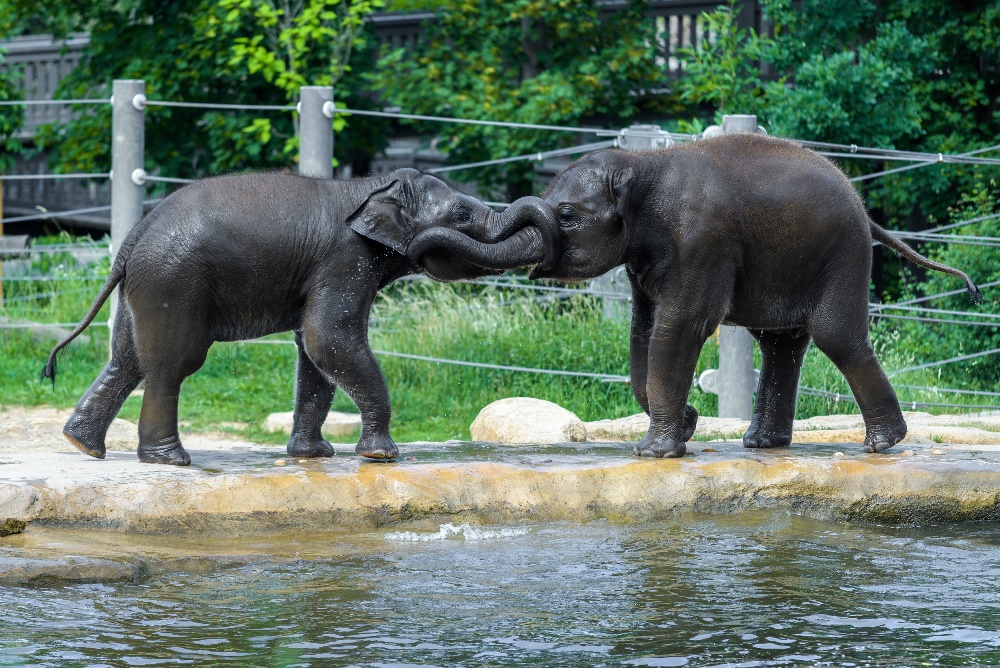 Mláďata slona indického Max a Rudi dovádějí ve venkovním bazénu. Foto: Petr Hamerník, Zoo Praha