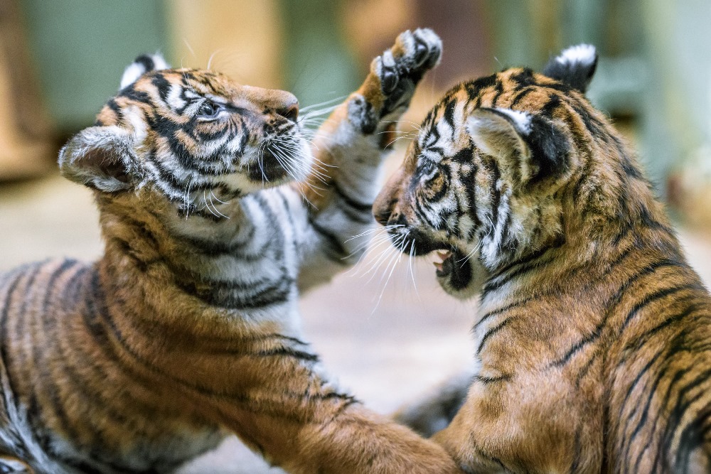 Hry malajských tygřat ze Zoo Praha začínají nabývat na razanci. Foto: Petr Hamerník, Zoo Praha.