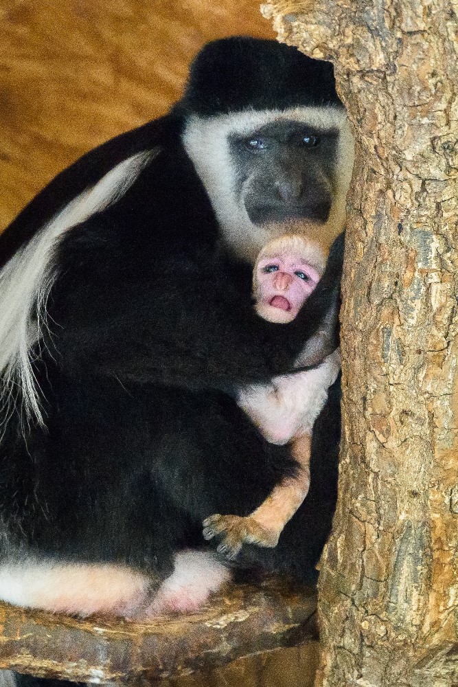 Návštěvníci se na něj mohou přijít podívat do dolní části zoo, kde guerézy obývají jeden z Opičích ostrovů. Foto: Petr Hamerník, Zoo Praha