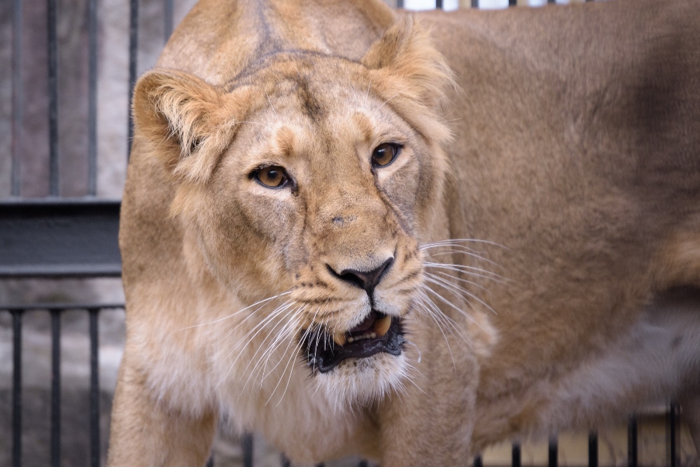 V posledních dnech ledna byla se Sohanem ve vnitřní expozici spojena Ginni, u níž se začaly objevovat známky říje. Foto: Petr Hamerník, Zoo Praha