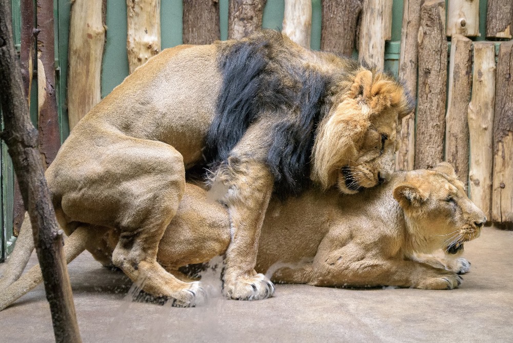 Od 18. února chovatelé zaznamenali u lvů indických Sohana a Suchi několik dnů páření. Foto: Petr Hamerník, Zoo Praha