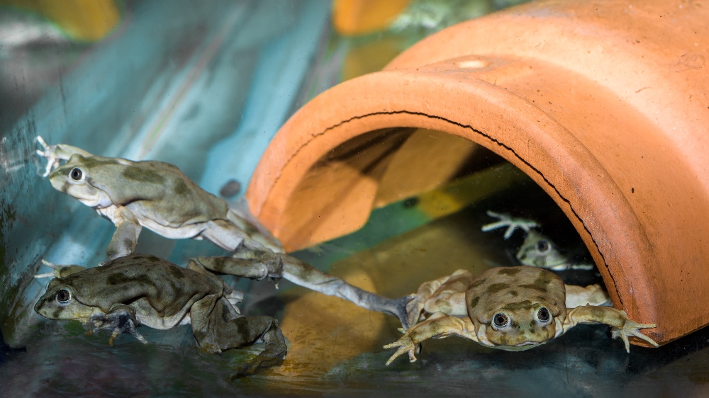 O pozoruhodnosti vodnice posvátné se návštěvníci Zoo Praha budou moci přesvědčit ještě během letošního jara, kdy zoo otevře speciální expozici jezera Titicaca. Foto: Petr Hamerník, Zoo Praha.