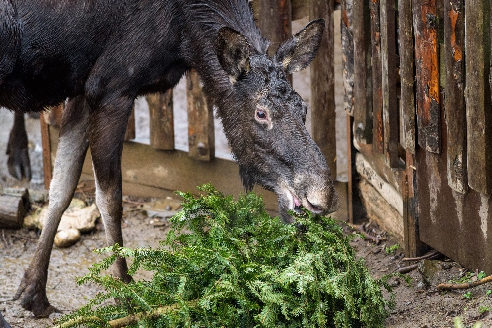 Speciální krmení losů probíhá v 11.30. Foto: Petr Hamerník, Zoo Praha.
