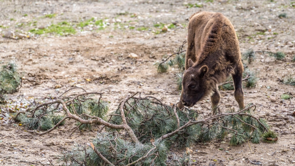 Díky vichřici si prvně v životě na větvích jehličnanů pochutnává i Prťka, malá samička zubra evropského. Foto: Petr Hamerník, Zoo Praha