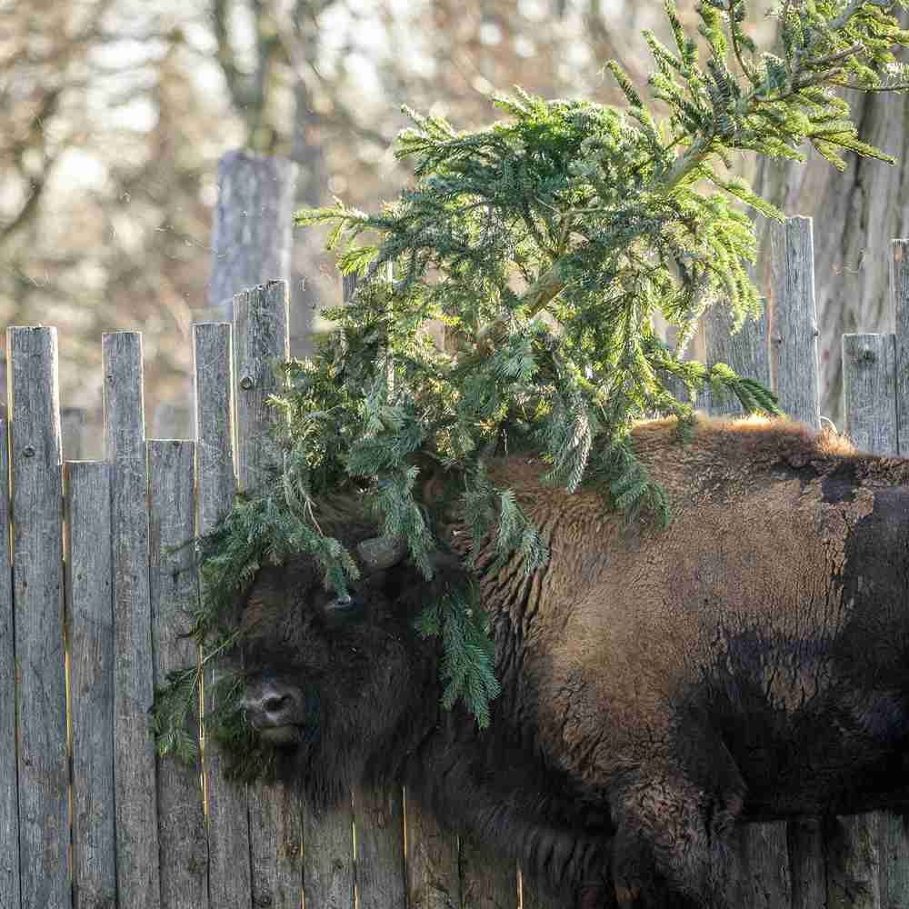 Od 28. do 30. prosince budou zvířata v Zoo Praha dostávat nejen dárky, které jim během Štědrého dne přinesli návštěvníci, ale také nevyužité vánoční stromky. Foto: Petr Hamerník, Zoo Praha