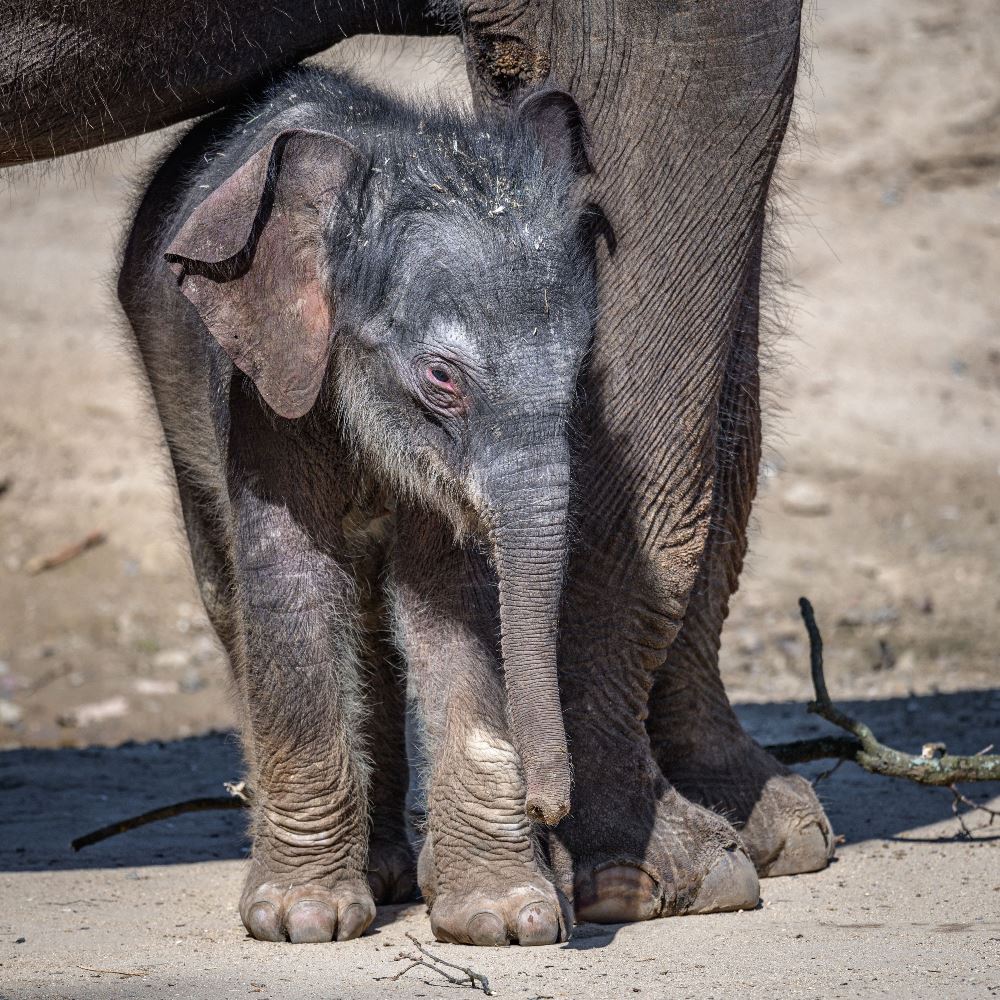 Slůně narozené 27. března je nejatraktivnějším mládětem narozeným po 13. březnu, kdy byla zoo uzavřena pro veřejnost. Foto: Petr Hamerník, Zoo Praha.