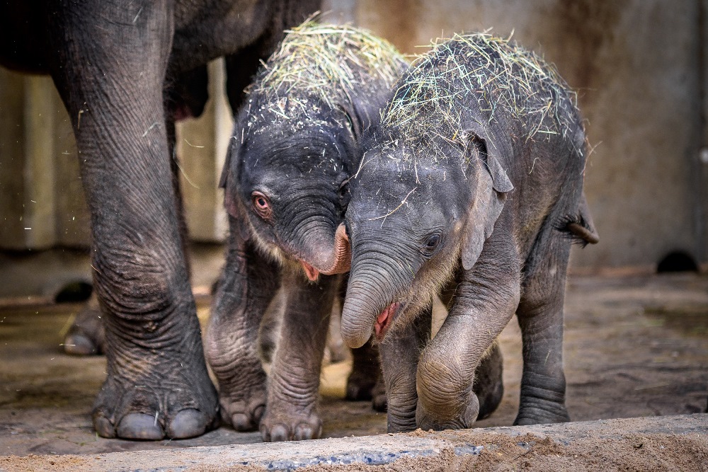 Sloní samičky od sebe dělí šest týdnů, již nyní jsou však skoro stejně velké. Foto: Petr Hamerník, Zoo Praha.