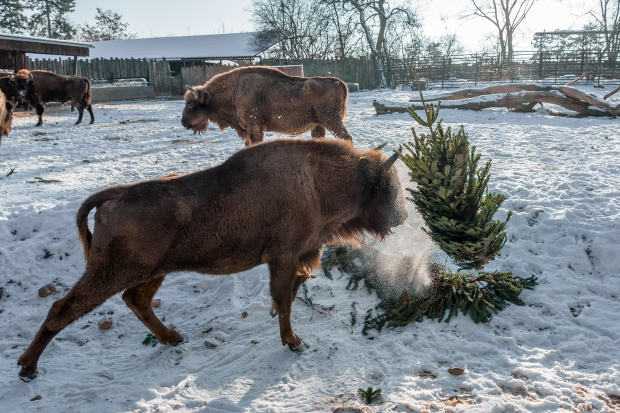 U zubrů bylo také veselo, větve a stromky létaly vzduchem po celém výběhu. Petr Hamerník, Zoo Praha