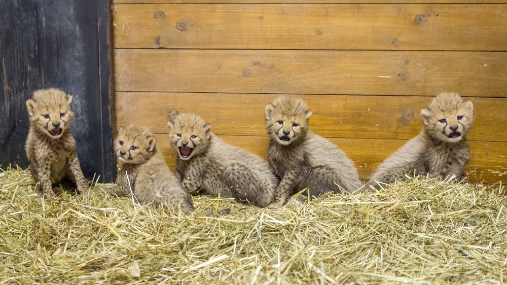 Pětici mláďat gepardů uvidí návštěvníci Zoo Praha v polovině srpna. Foto: Petr Hamerník, Zoo Praha