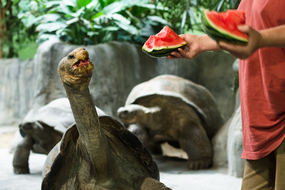 Želvy v úterý oslaví svůj světový den a letos poprvé dostanou své oblíbené melouny. Foto: Petr Hamerník, Zoo Praha