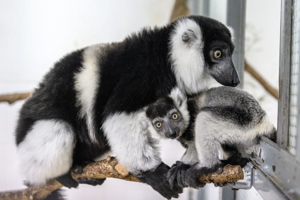 Vari bělopásý patří mezi jeden ze tří uznávaných poddruhů vari černobílého; v červeném seznamu IUCN jsou všechny tři vedené jako kriticky ohrožené. Foto: Vít Lukáš, Zoo Praha