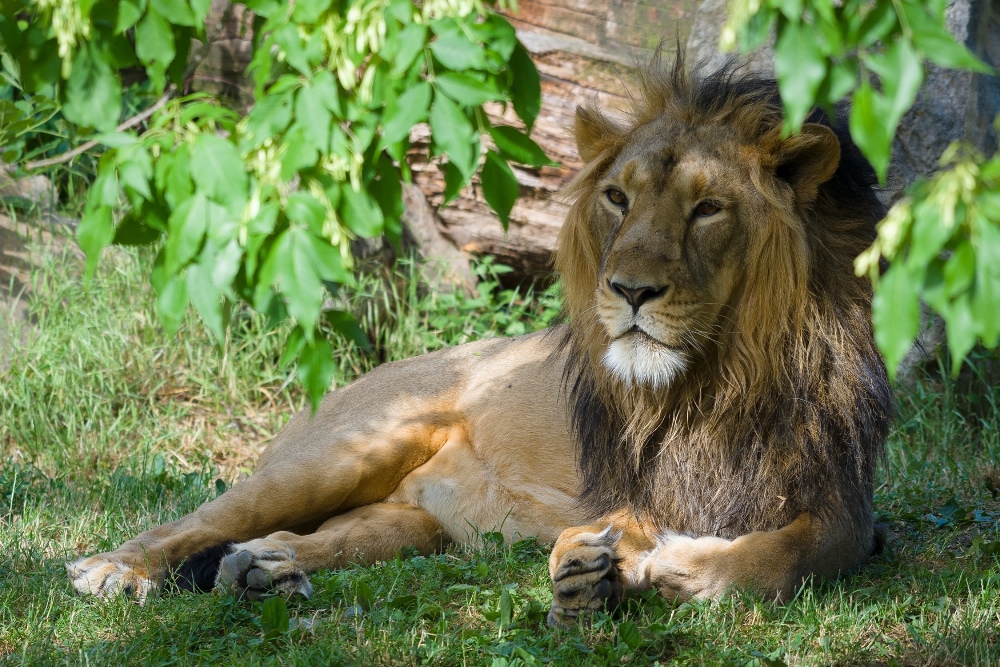 V sobotu si v Zoo Praha přijdou na své milovníci velkých kočkovitých šelem. Svůj den budou mít také lvi. Foto: Petr Hamerník, Zoo Praha.