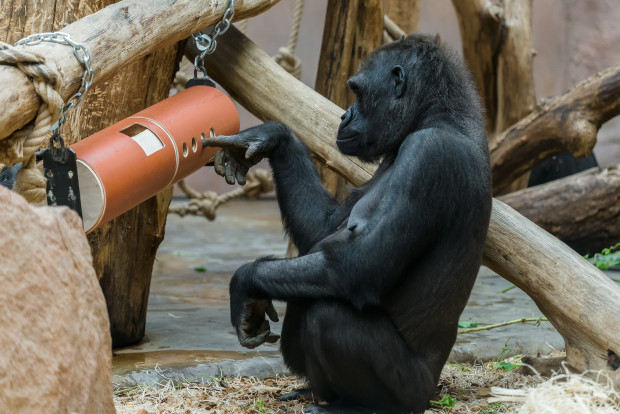 Gorilám, které rády vybírají potravu z různých skrýší, uděláme určitě radost novým krmným hlavolamem. Foto: Petr Hamerník, Zoo Praha
