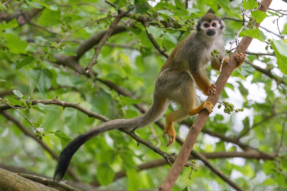 Kotul veverovitý je čilá opička, která v poměrně početných skupinách tráví většinu dne hledáním potravy vysoko v korunách stromů. V Zoo Praha má chovná skupina k dispozici krásnou vzrostlou moruši. Foto: Tereza Mrhálková, Zoo Praha.