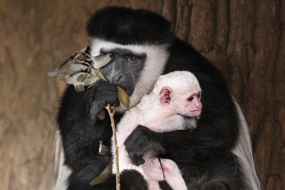 Matkou mláděte je samice Lomela; podle chovatelů se o svého dalšího potomka stará ukázkově. Foto: Vít Lukáš, Zoo Praha. 