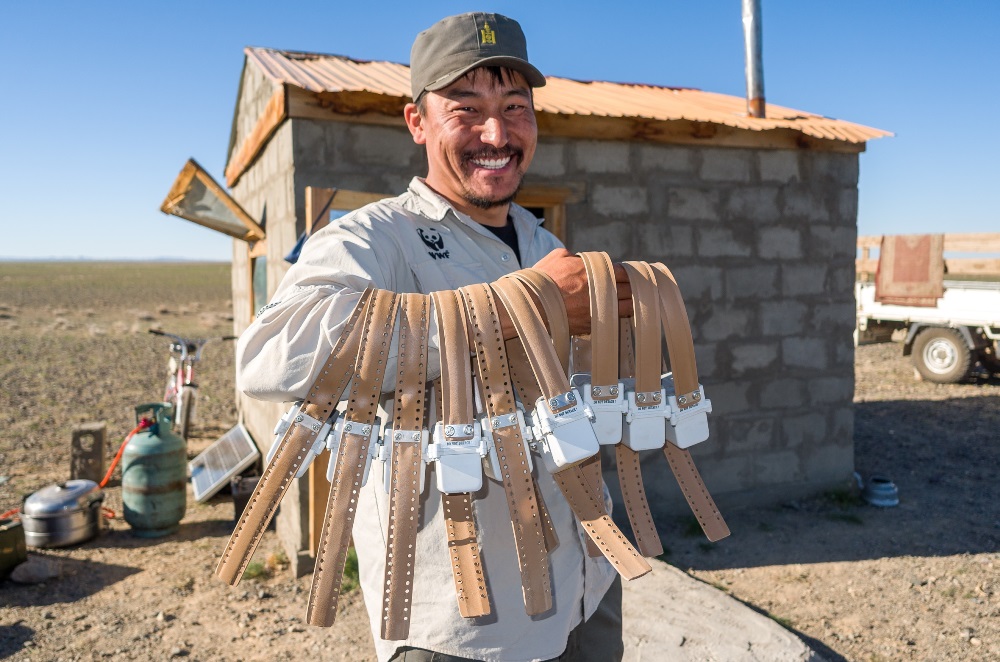 Mr. Gantulga of WWF shows the telemetry collars to help track migratory Mongolian saiga routes. Photo: Miroslav Bobek, Prague Zoo