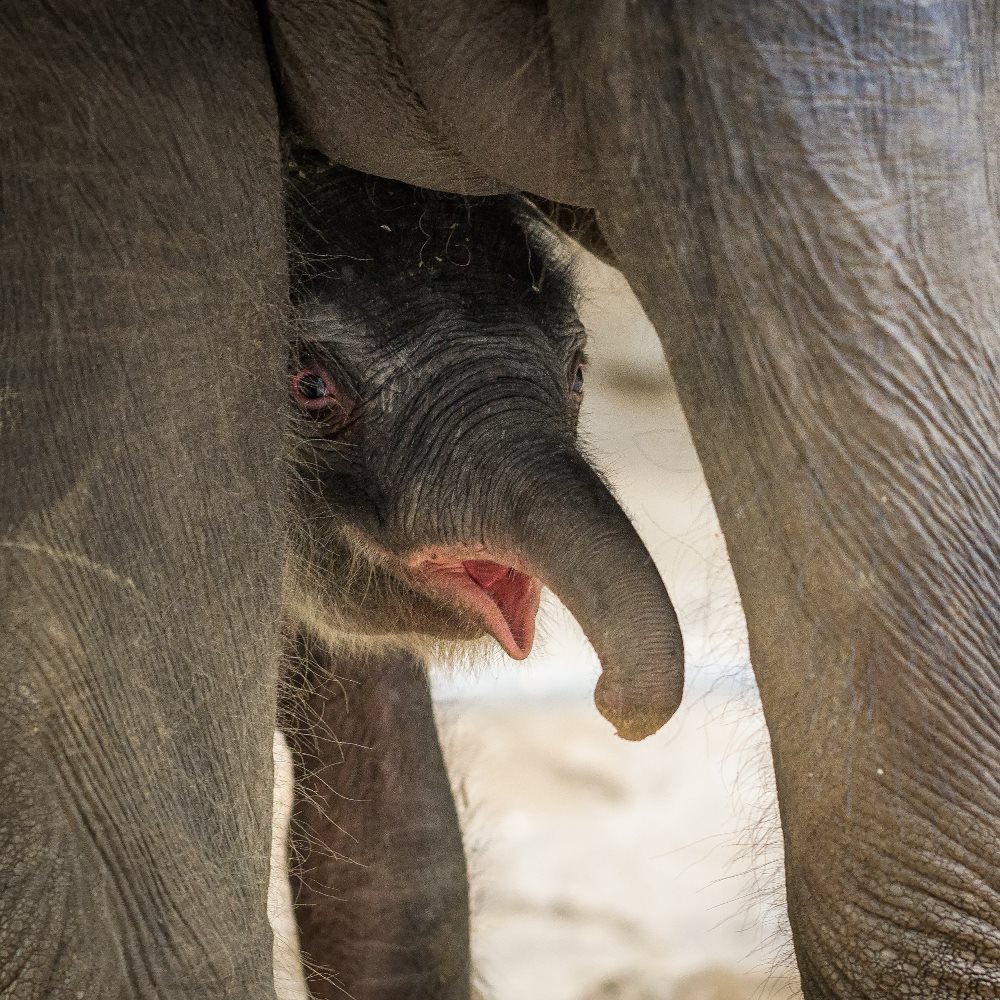 Sloní samička váží 92 kilogramů a měří 86 centimetrů. Foto: Petr Hamerník, Zoo Praha.