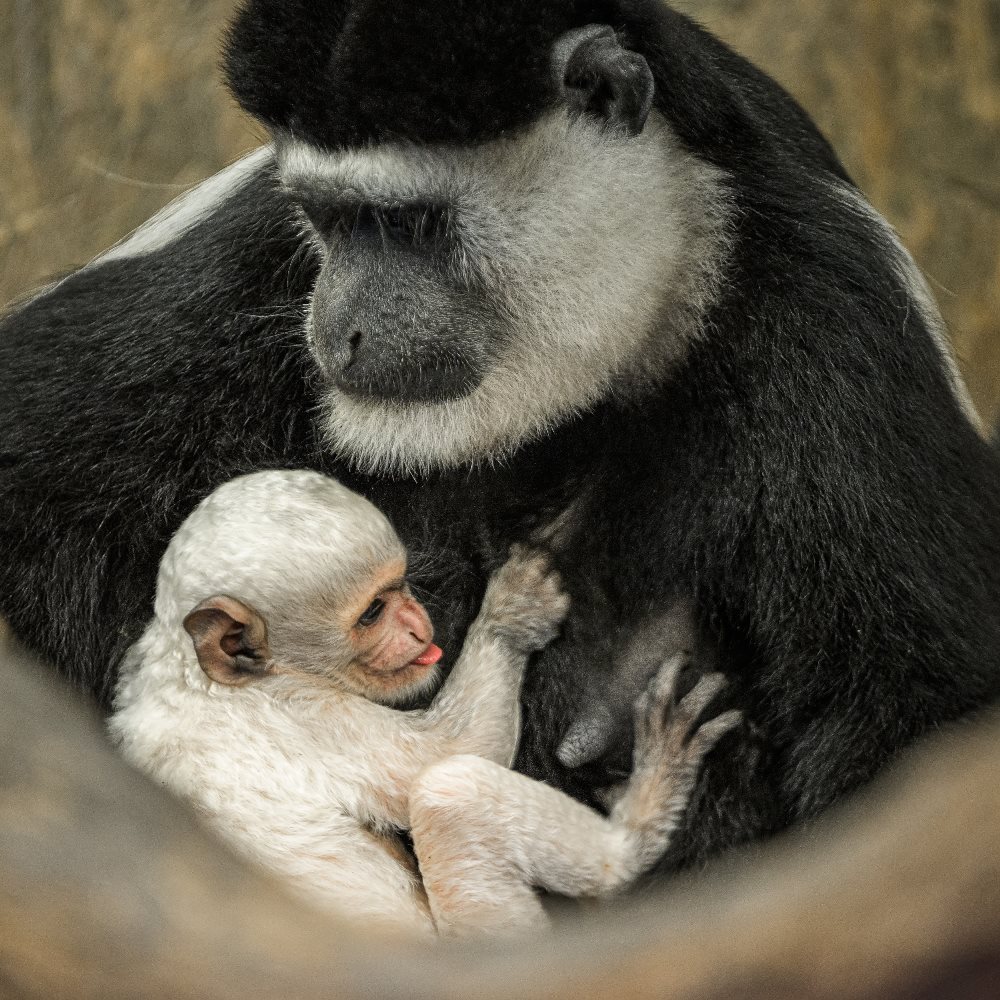 Mládě guerézy pláštíkové je možné pozorovat v expozici na Opičích ostrovech v dolní části pražské zoo, kde se již guerézy, vzhledem k příznivým teplotám, pohybují také ve venkovním výběhu. Na snímku mládě s matkou Lucií. Foto: Petr Hamerník, Zoo Praha.