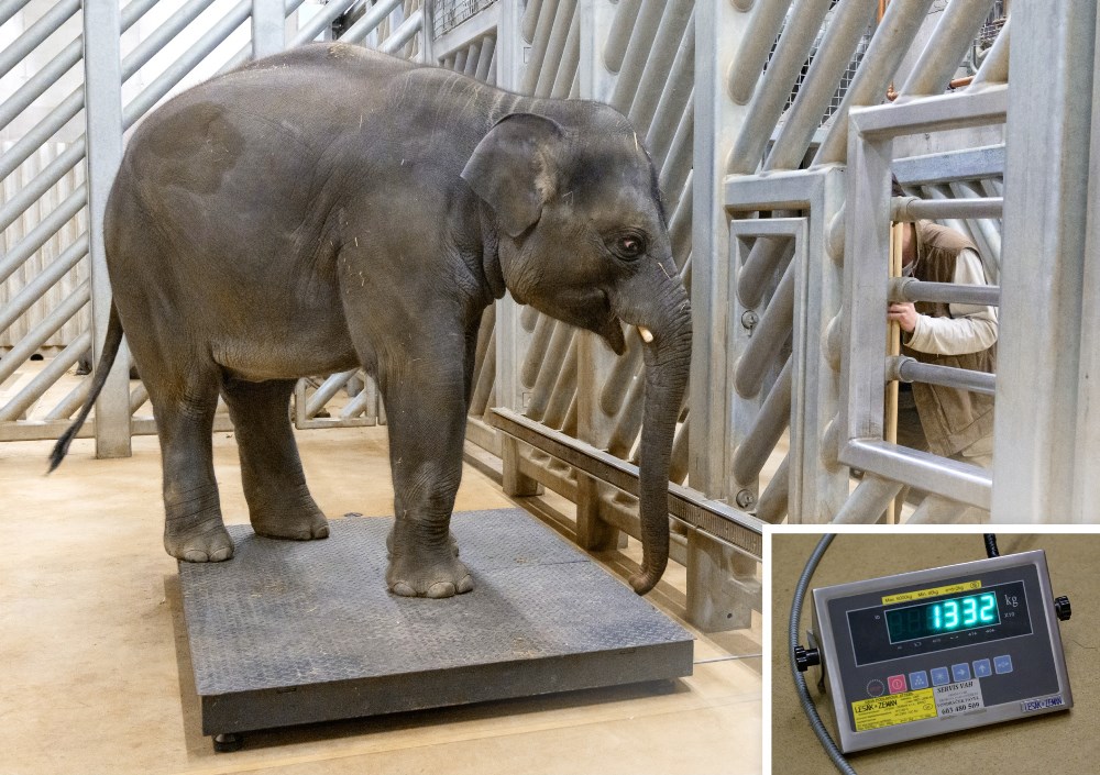Max, první slůně počaté i narozené v Praze, už váží 1332 kilogramů. Foto: Petr Hamerník, Zoo Praha.