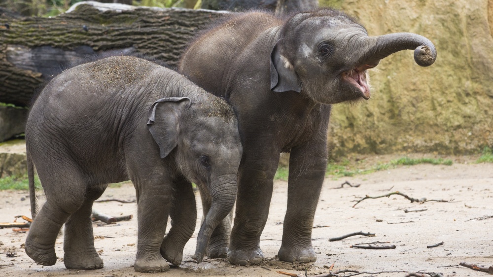 Max a Rudi ještě jako slůňata, foto: Václav Šilha, Zoo Praha 