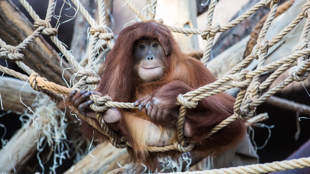 Foto: Václav Šilha, Zoo Praha