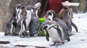 Foto: Václav Šilha, Zoo Praha