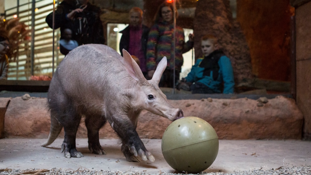 Na 1. ledna 2020 v 10.00 chystáme komentované krmení hrabáčů a odhalíme také recepturu speciální hrabáčí kaše. Foto: Václav Šilha, Zoo Praha