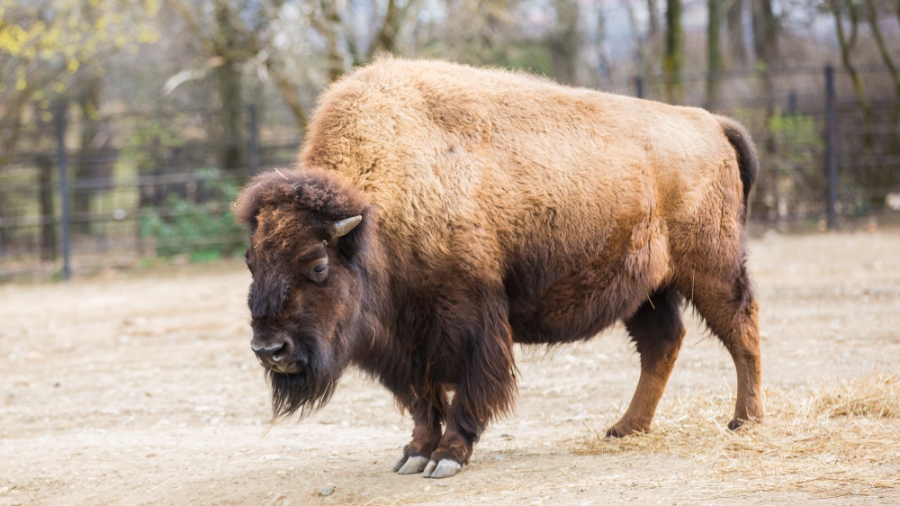 Foto: Václav Šilha, Zoo Praha
