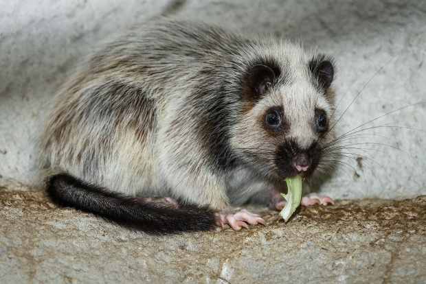 Velemyš obláčková. Foto: Petr Hamerník, Zoo Praha