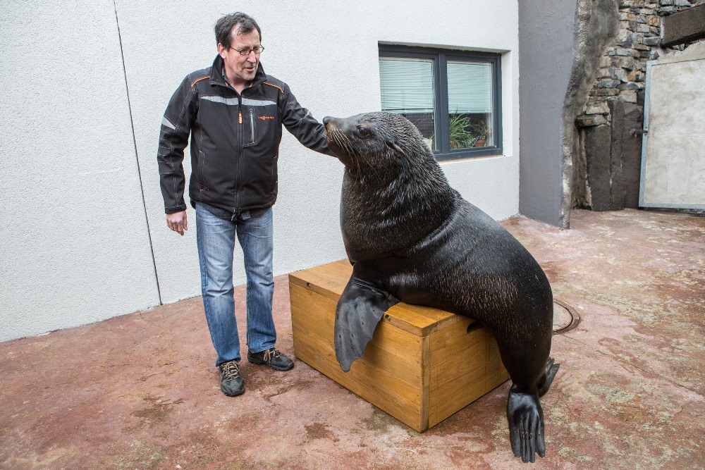 Jedním z gratulantů byl také populární lachtan Meloun. Autor: Václav Šilha, Zoo Praha.