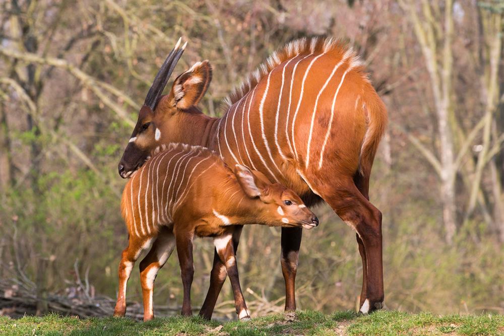 Padesáté narozené mládě antilop bongo v historii jejich chovu Zoo Praha již mohou návštěvníci vidět ve výběhu. Foto: Václav Šilha, Zoo Praha 