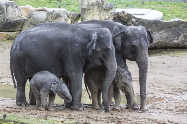 Narození dvou slůňat v jednom roce je veliký chovatelský úspěch. Foto: Václav Šilha, Zoo Praha