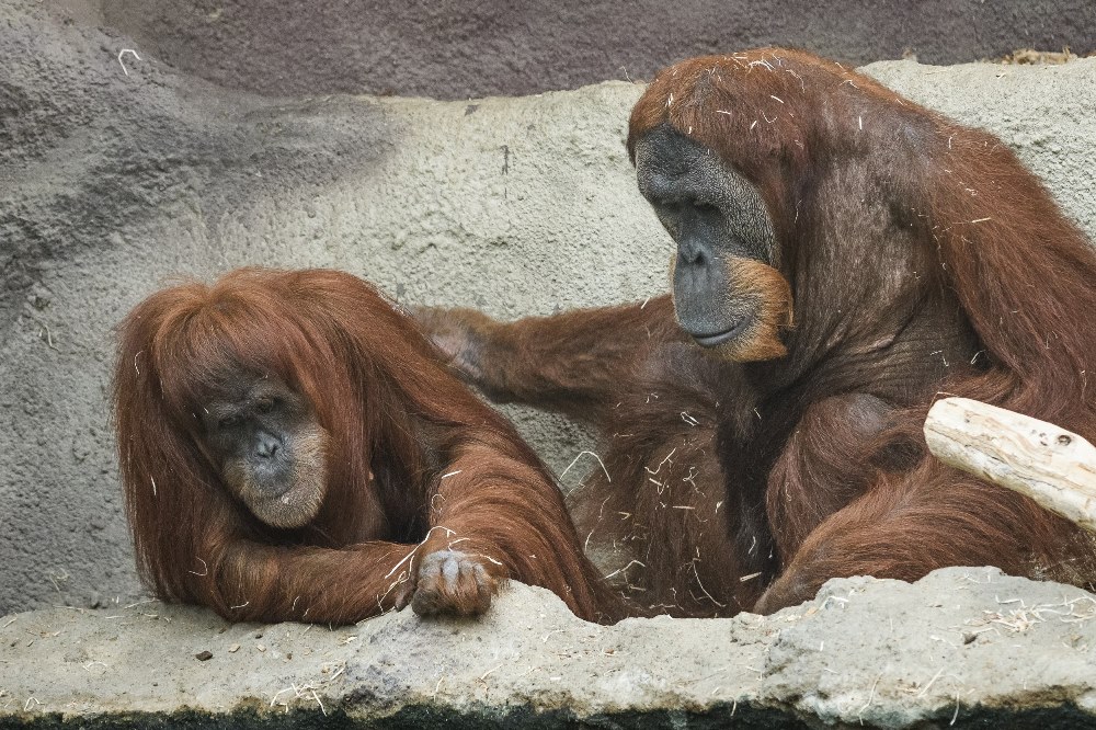 Spojení Mawar a Pagyho proběhlo podle chovatelů na výbornou. Foto: Petr Hamerník, Zoo Praha