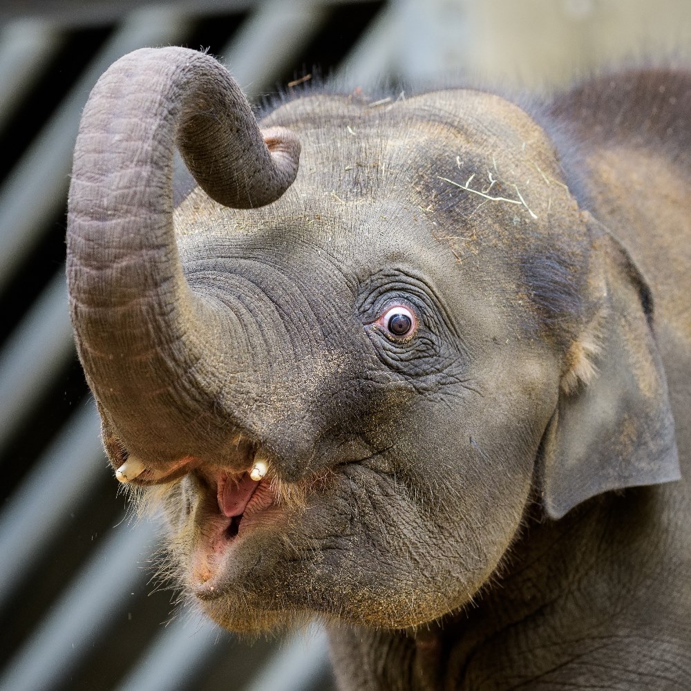 Slůně Max už má několikacentimetrové kly. Foto: Petr Hamerník, Zoo Praha